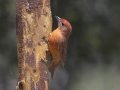 Hepatic Tanager - Madera Canyon--Proctor Rd, Pima County, AZ, June 6, 2018