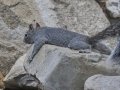 Arizona Gray Squirrel -  Amado WTP. Pima County, Arizona, June 5, 2018