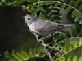 Lucy's Warbler - Paton Center for Hummingbirds, Santa Cruz County, Arizona, June 9 2018