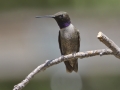 Black-chinned Hummingbird - Amado WTP. Pima County, Arizona, June 6, 2018