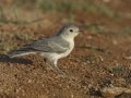 Lucy's Warbler  - De Anza Trail--Elephant Head Rd,  Pima County,  Arizona, June 5, 2018