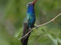 Broad-billed Hummingbird - Paton Center for Hummingbirds, Santa Cruz County, Arizona, June 9 2018