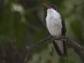 Violet-crowned Hummingbird - Paton Center for Hummingbirds, Santa Cruz County, Arizona, June 9 2018