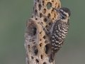 Ladder-backed Woodpecker - De Anza Trail--Elephant Head Rd,  Pima County,  Arizona, June 5, 2018