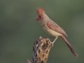 Northern Cardinal - De Anza Trail--Elephant Head Rd,  Pima County,  Arizona, June 5, 2018