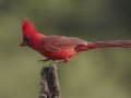 Northern Cardinal - De Anza Trail--Elephant Head Rd. Pima County, Arizona, June 5, 2018
