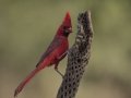 Northern Cardinal - Amado WTP. Pima County, Arizona, June 5, 2018