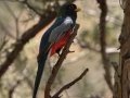Elegant Trogon - Madera Canyon--Proctor Rd, Pima County, AZ, June 6, 2018