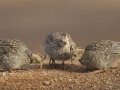 Gambel's Quail - De Anza Trail--Elephant Head Rd,  Pima County,  Arizona, June 5, 2018
