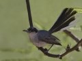 Black-capped Gnatcatcher - Patagonia - Geoffrey Platts Trail, Santa Cruz County, Arizona, June 9, 2018