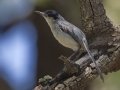 Black-capped Gnatcatcher - Patagonia - Geoffrey Platts Trail, Santa Cruz County, Arizona, June 9, 2018
