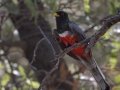 Elegant Trogon - Madera Canyon--Proctor Rd, Pima County, AZ, June 6, 2018