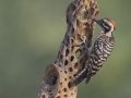 Ladder-backed Woodpecker  - De Anza Trail--Elephant Head Rd,  Pima County,  Arizona, June 5, 2018