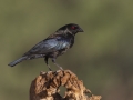 Bronzed Cowbird  - Amado WTP. Pima County, Arizona, June 5, 2018