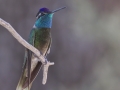 Rivoli's Hummingbird  - Madera Canyon - Santa Rita Lodge, Santa Cruz County, Arizone, June 6, 2018 Canyon