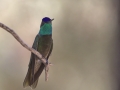 Rivoli's Hummingbird  - Madera Canyon - Santa Rita Lodge, Santa Cruz County, Arizone, June 6, 2018