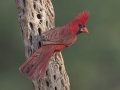 Northern Cardinal - De Anza Trail--Elephant Head Rd,  Pima County,  Arizona, June 5, 2018