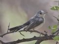 Black-capped Gnatcatcher - Patagonia - Geoffrey Platts Trail, Santa Cruz County, Arizona, June 9, 2018
