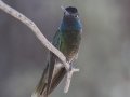Rivoli's Hummingbird  - Madera Canyon - Santa Rita Lodge, Santa Cruz County, Arizone, June 6, 2018