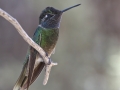 Rivoli's Hummingbird - Madera Canyon - Santa Rita Lodge, Santa Cruz County, Arizone, June 6, 2018