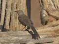Curve-billed Thrasher - De Anza Trail--Elephant Head Rd,  Pima County,  Arizona, June 5, 2018
