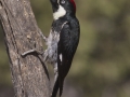 Acorn Woodpecker - Amado WTP. Pima County, Arizona, June 5, 2018