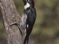 Acorn Woodpecker - Amado WTP. Pima County, Arizona, June 5, 2018