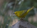 Yellow Warbler  - Amado WTP. Pima County, Arizona, June 5, 2018