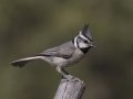 Bridled Titmouse - Madera Canyon--Proctor Rd, Pima County, AZ, June 6, 2018