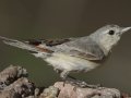 Lucy's Warbler - Paton Center for Hummingbirds, Santa Cruz County, Arizona, June 9 2018