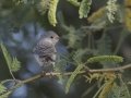 Lucy's Warbler - Amado WTP. Pima County, Arizona, June 5, 2018