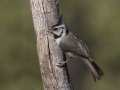 Bridled Titmouse - Madera Canyon--Proctor Rd, Pima County, AZ, June 6, 2018