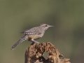 Cactus Wren - Amado WTP. Pima County, Arizona, June 5, 2018