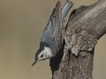 White-breasted Nuthatch  - Amado WTP. Pima County, Arizona, June 5, 2018
