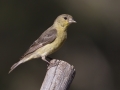 Lesser Goldfinch  - Amado WTP. Pima County, Arizona, June 5, 2018