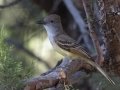 Brown-crested Flycatcher - Madera Canyon--Proctor Rd, Pima County, AZ, June 6, 2018