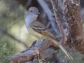Brown-crested Flycatcher - Madera Canyon--Proctor Rd, Pima County, AZ, June 6, 2018