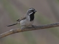 Black-throated Sparrow  - Amado WTP. Pima County, Arizona, June 5, 2018