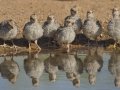 Gambel's Quail - De Anza Trail--Elephant Head Rd,  Pima County,  Arizona, June 5, 2018