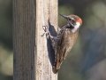 Arizona Woodpecker  - Madera Canyon - Whitehouse Picnic Area, Pima County, Arizona, June 7, 2018