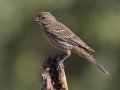 House Finch   - De Anza Trail--Elephant Head Rd,  Pima County,  Arizona, June 5, 2018