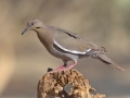 White-winged Dove - Amado WTP. Pima County, Arizona, June 5, 2018