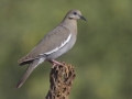 White-winged Dove - Amado WTP. Pima County, Arizona, June 5, 2018