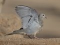 Mourning Dove - Amado WTP. Pima County, Arizona, June 5, 2018