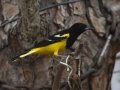 Scott's Oriole - Ash Canyon