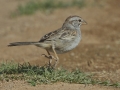Rufous-winged Sparrow - Amado WTP. Pima County, Arizona, June 5, 2018