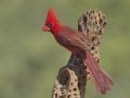 Northern Cardinal - De Anza Trail--Elephant Head Rd,  Pima County,  Arizona, June 5, 2018ant Head Rd,  Pima County,  Arizona, June 5, 2018