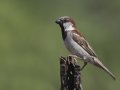 House Sparrow -  Barfoot Park, Cochise County, Arizona, June 13, 2018