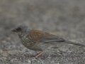 Yellow-eyed Junco - Barfoot Park, Cochise County, Arizona, June 13, 2018