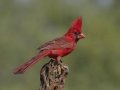 Northern Cardinal - De Anza Trail--Elephant Head Rd,  Pima County,  Arizona, June 5, 2018nt Head Rd,  Pima County,  Arizona, June 5, 2018